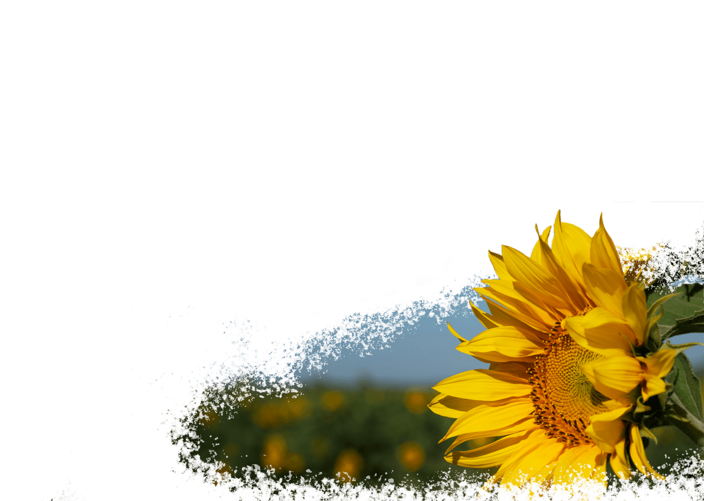 Sunflower field and production facility